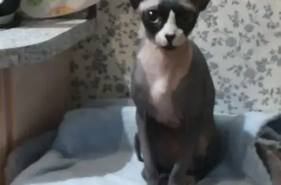 Пропала кошка, Рязань