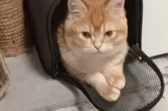 Пропала кошка