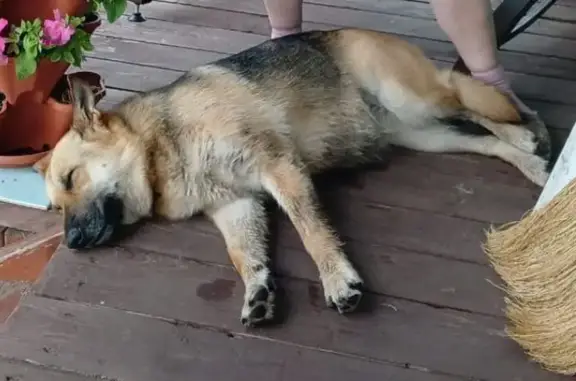 Найдена собака, Васильевский Мох, фото: Собака найдена у СНТ 