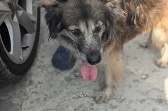 Найдена собака, Заборьевское, фото: Собака найдена в Деулино, Заборьевское