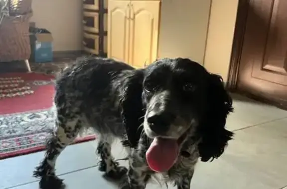 Найдена собака, Калининград, фото: Найдена собака, ул. Громовой 64, Калининград