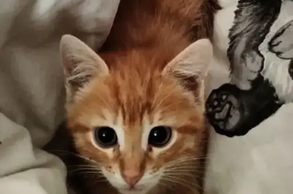 Кошки потеряшки, Вельск, фото: Потеряшка котенок, Торговая ул., 10, Вельск