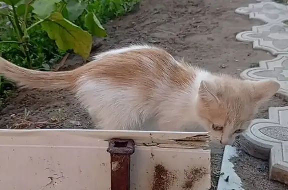 Кошки потеряшки, Соль-Илецк, фото: Потеряшка котёнок, Оренбургская 11, Соль-Илецк