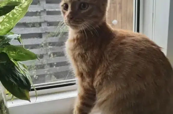 Найдена кошка, Саратов, фото: Котёнок найден: Воробьёвская ул., Саратов