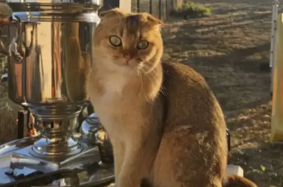 Пропала кошка, Севастополь