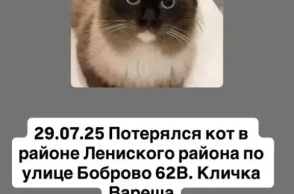 Пропала кошка в Боброво, МО