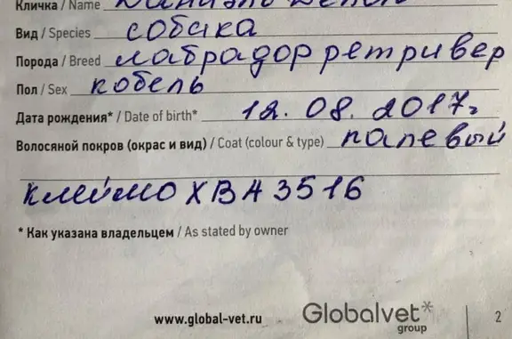 Пропала собака, Туапсе
