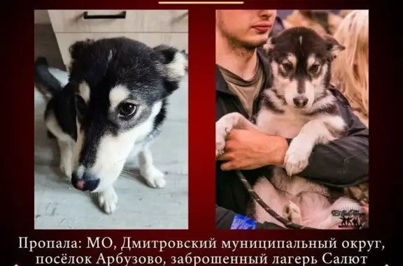 Пропала собака, Рогачёвское шоссе