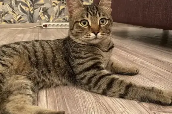 Найдена кошка, Челябинск, фото: Найдена кошка Комсомольский проспект, Челябинск