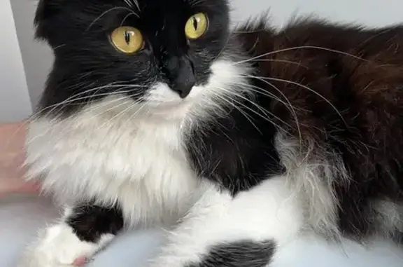 Кошки потеряшки, Сурское, фото: Потеряшка кошка, ул. Водников, Сурское