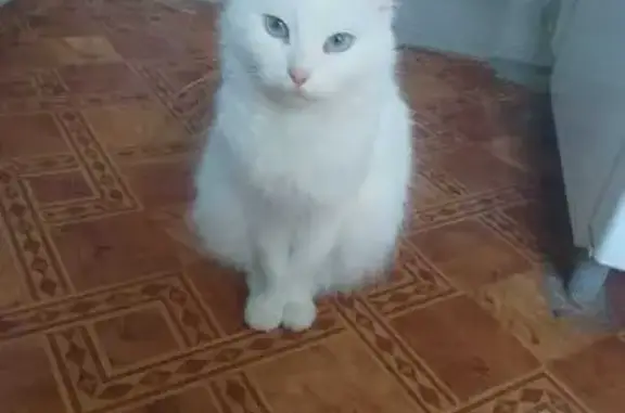 Пропала кошка на ул. Щепкина, 7, Ярославль