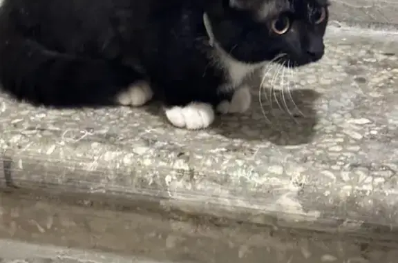 Найдена кошка, Москва, фото: Котенок найден на Вавилова, 17А, Москва