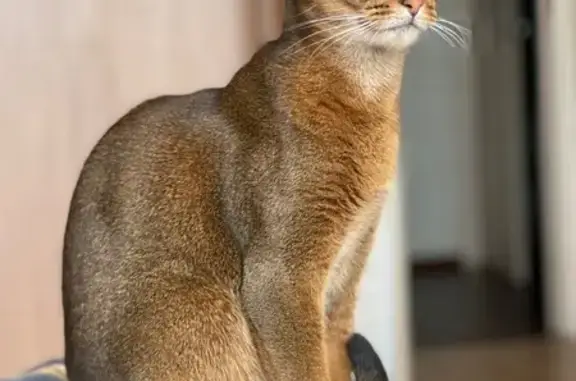 Кошки потеряшки, Култаево, фото: Потеряшка кошка, Правобережная 29, Култаево