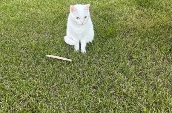 Кошка найдена: ул. Чаркова, Тюмень