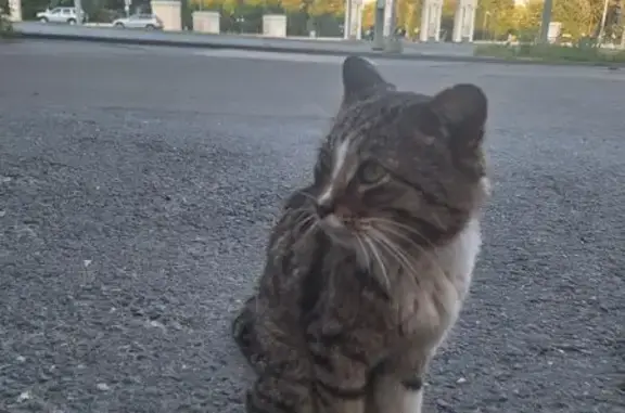 Найдена кошка, Казань, фото: Кошка нуждается в помощи, Копылова 5/1