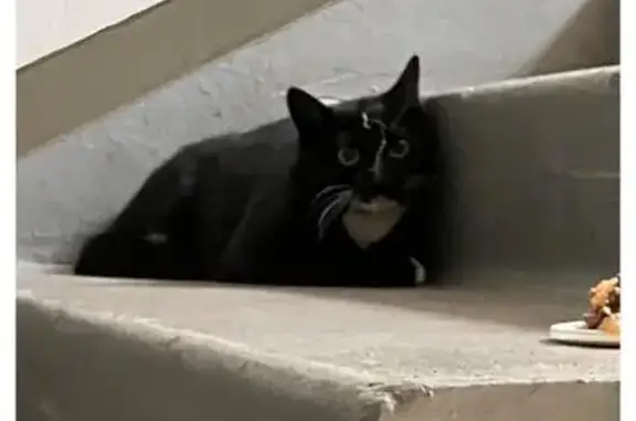 Найдена кошка, Москва, фото: Кошка найдена: Зеленодольская 20/9, Москва