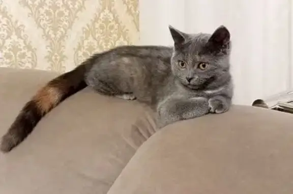 Потерянные животные Мариинск, фото: Пропала кошка, ул. Покрышкина, 35