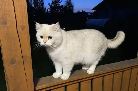 Пропала кошка