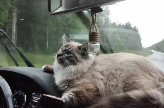 Пропала кошка на ул. Двинская, Архангельск