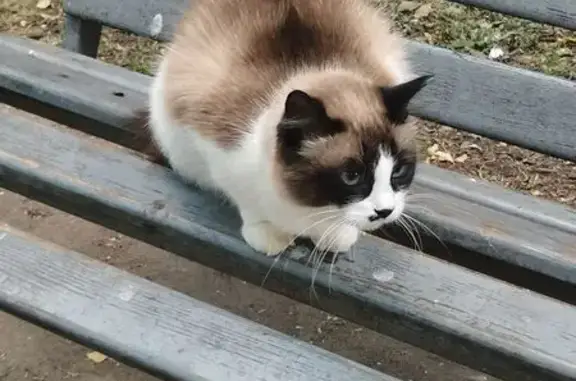 Кошка найдена у Машиностроителей, 4В