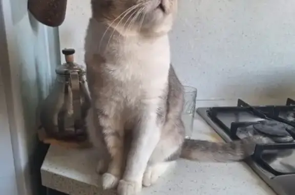 Кошка найдена: пл. Ленина, 1, Махачкала