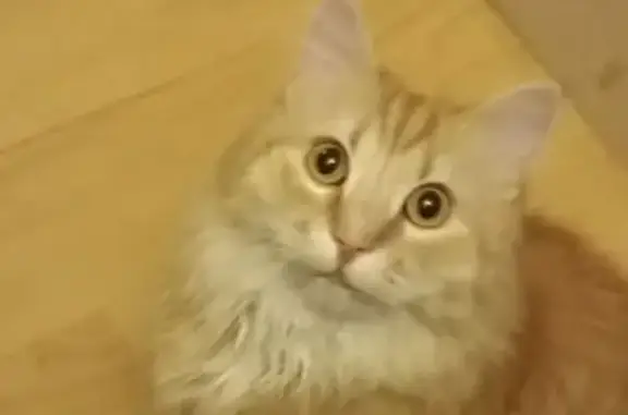 Кошки потеряшки, Санкт-Петербург, фото: Потеряшка кошка на Софийской ул., 34 к2