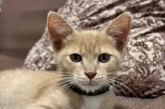 Кошка найдена: ул. Чайковского, 74, Ижевск