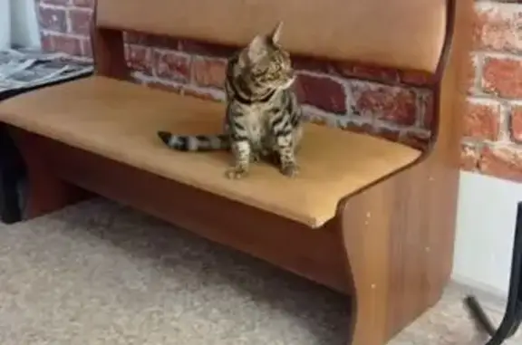 Кошка найдена: Маршала Конева, 33, Вологда