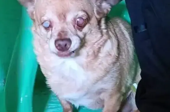 Собака найдена: пл. Дзержинского, Дзержинск