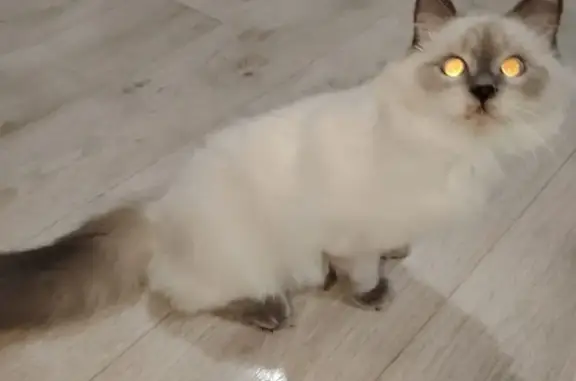 Кошки потеряшки, Нижняя Салда, фото: Потеряшка кошка, ул. Окт. Революции, 5