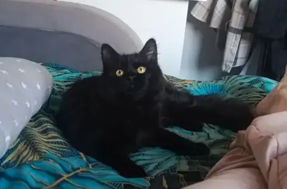 Пропала кошка, Большой Посадский пер., 15