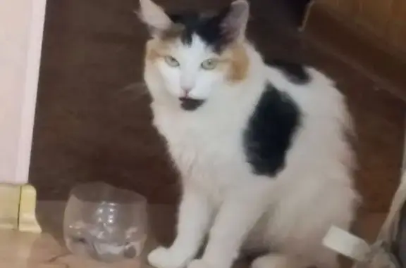 Кошки потеряшки, Киров, фото: Потеряшка кошка, Никитская ул. 185, Киров