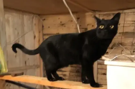 Пропала черная кошка, 29Н-350, Мосальск