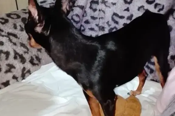 Найдена собака, Челябинск, фото: Собака найдена, ул. Марченко, 22, Челябинск