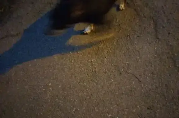 Найдена собака, Челябинск, фото: Найдена собака, ул. Масленникова 11, Челябинск