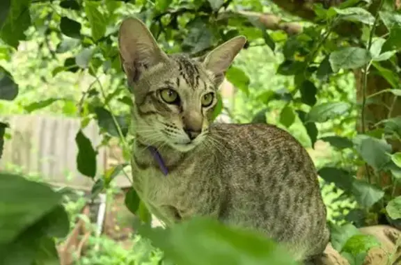 Кошки потеряшки, Нальчик, фото: Потеряшка кошка, 102, Нальчик