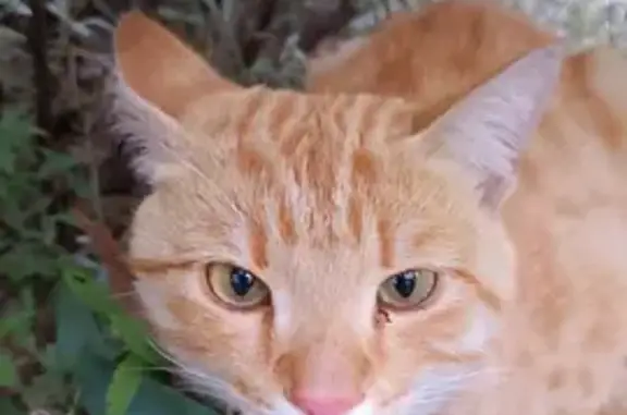 Кошка найдена: пр. Станке Димитрова, Брянск