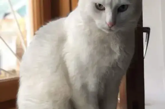 Пропала кошка