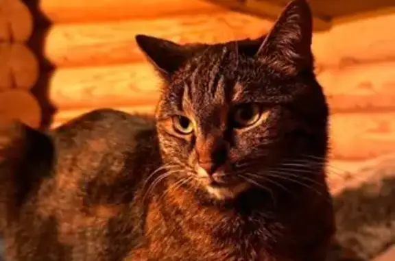 Пропала кошка, ДК Лесок, 59, Ставрополь