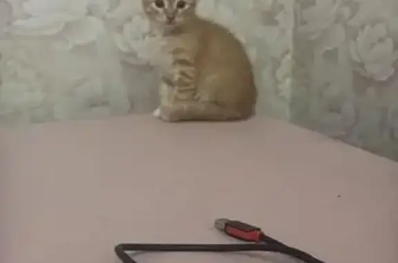 Найдена кошка, Волгоград, фото: Котенок найден: Елецкая 561Б, Волгоград