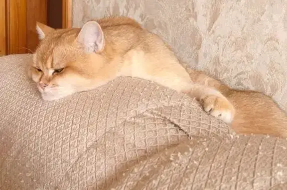 Пропала кошка на трассе Осташков-Селижарово