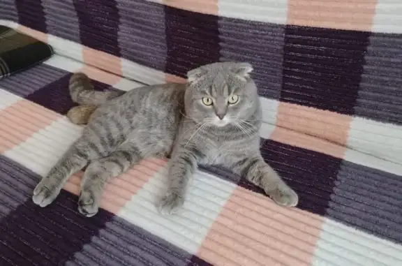 Пропал кот Мурзик, ул. Воровского 21