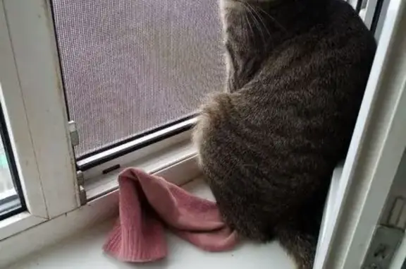 Кошки потеряшки, Апатиты, фото: Потеряшка кошка, ул. Гайдара 2, Апатиты