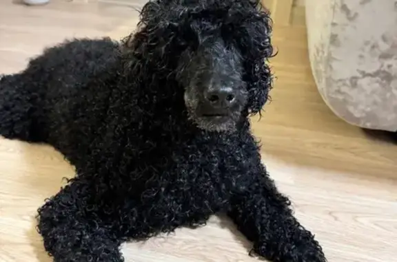 Найден черный пудель, Дорожная 18, Екб