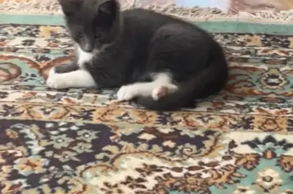 Кошки потеряшки, , фото: Потеряшка кошка, ул. Мира, 12, Дружба