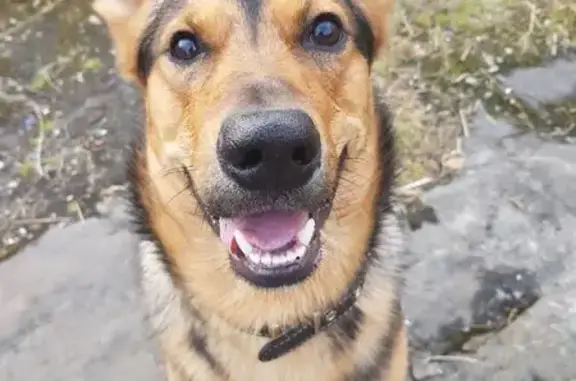 Пропала собака в Видяево, Ура-Губа