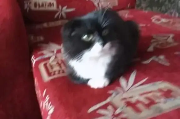 Пропала кошка, ул. Коминтерна 19, Лысково