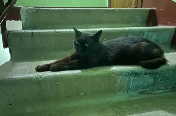 Найдена кошка, Санкт-Петербург, фото: Найдена кошка, Санкт-Петербург