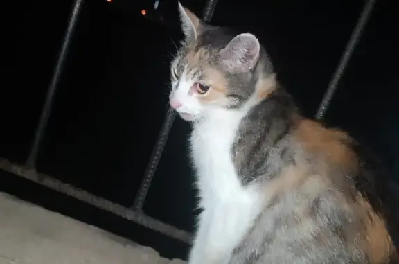 Пропала кошка, 2-й ЮЗ проезд, 2Г, Ставрополь