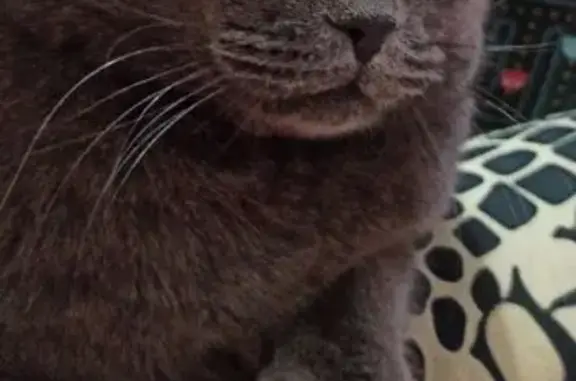 Кошки потеряшки, Воронежская область, фото: Потеряшка кошка, Воронеж, Воронежская обл.